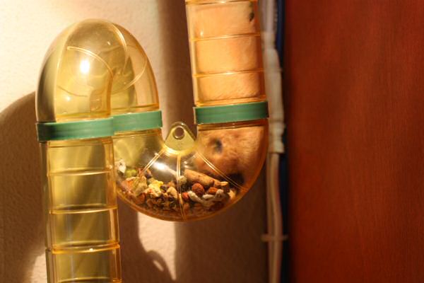 Lucy loves her home !