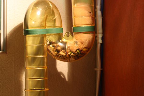 Lucy loves her home !