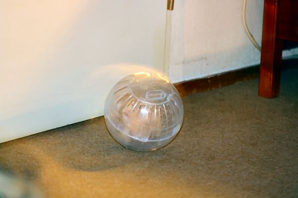 Lucy loves her home !