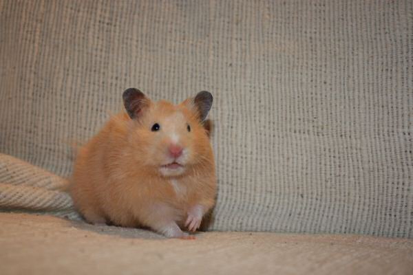 Couch time with Lucy...