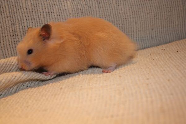 Couch time with Lucy...