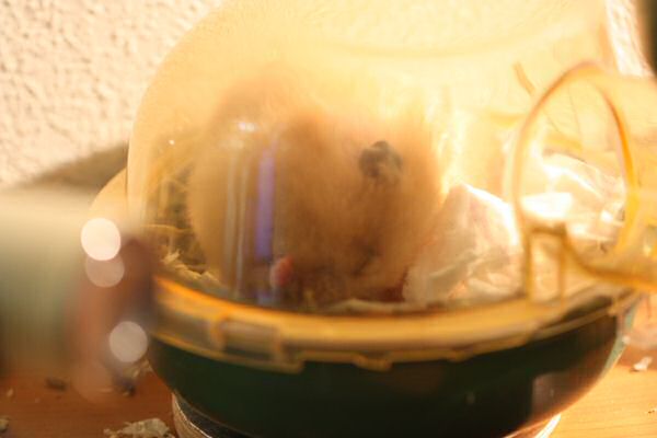 Lucy does enjoy me enjoying Glow...