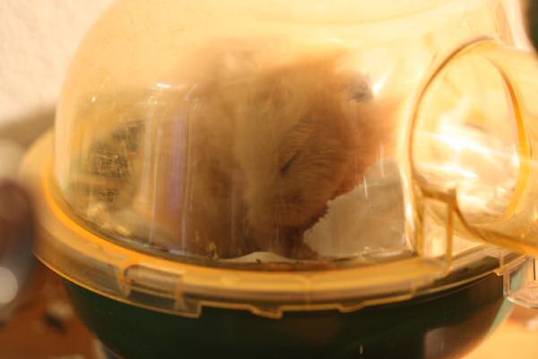 Lucy does enjoy me enjoying Glow...