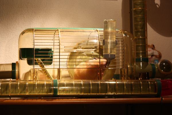 Lucy's grand mansion expansion.