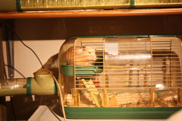 Lucy's grand mansion expansion.