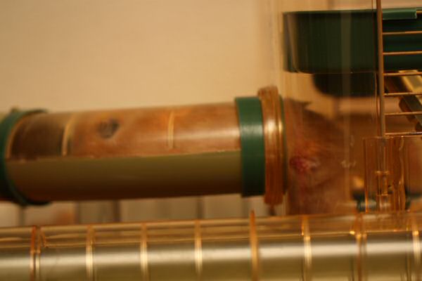 Lucy in her Basement