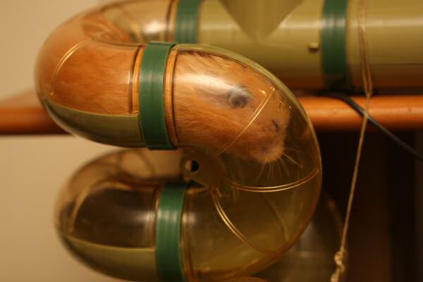 Lucy in her Basement