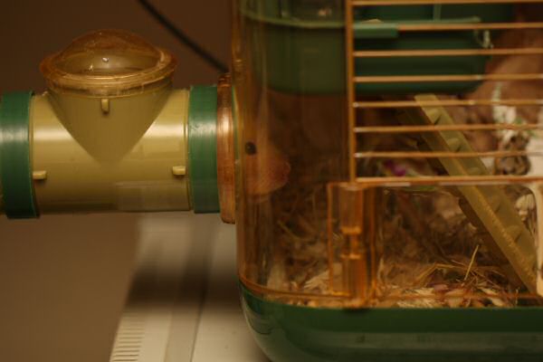 Lucy in her Basement