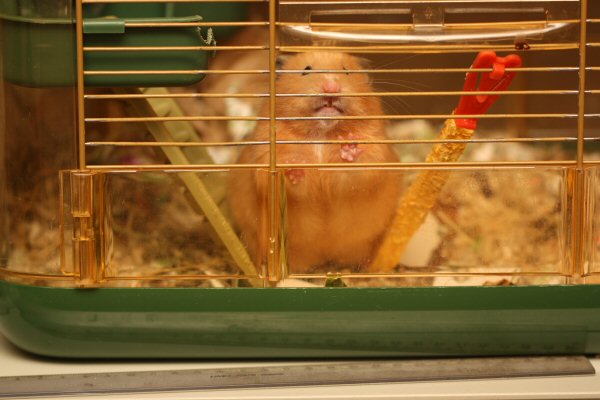 Lucy in her Basement