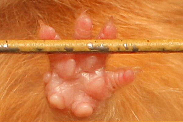 Lucy in her Basement