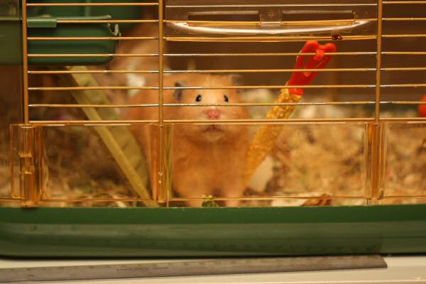 Lucy in her Basement