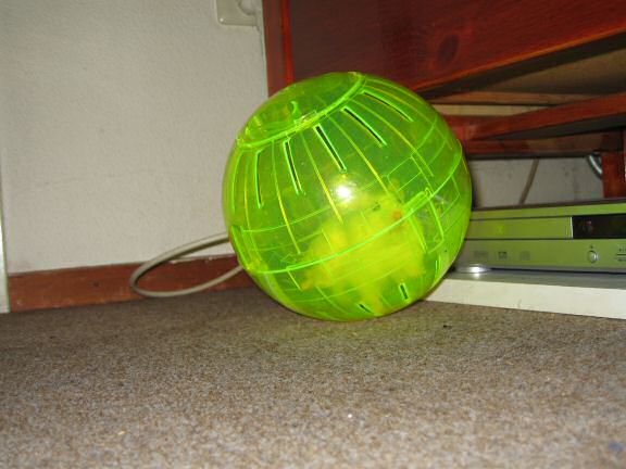 Picture of my hamster Lucy's new Ball.