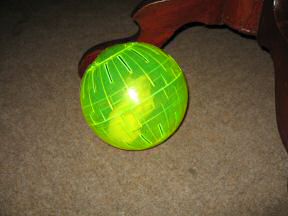 Picture of my hamster Lucy's new Ball.