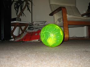 Picture of my hamster Lucy's new Ball.