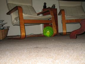 Picture of my hamster Lucy's new Ball.