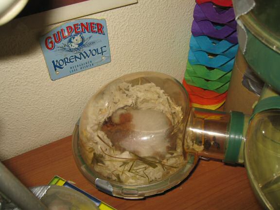 My hamster Lucy's second birthday !!!