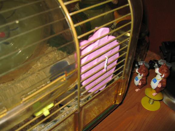 Lucy and her 'Adori Gnawing Stone (fruit flavour)'.