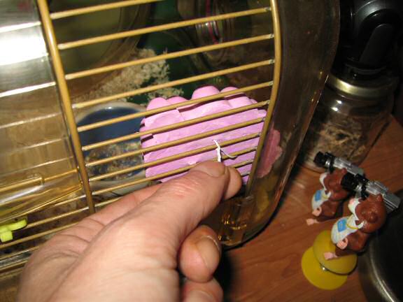 Lucy and her 'Adori Gnawing Stone (fruit flavour)'.