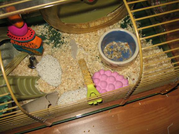 Lucy and her 'Adori Gnawing Stone (fruit flavour)'.