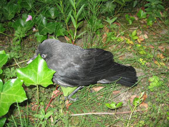 Adventure Time with Birds at HamsterTracker.com !