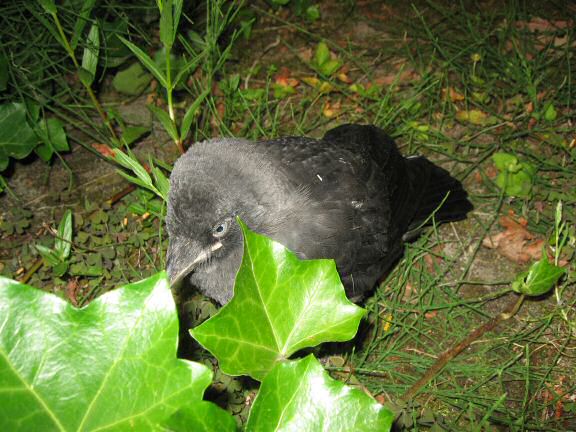 Adventure Time with Birds at HamsterTracker.com !