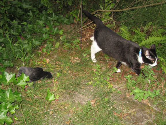 Adventure Time with Birds at HamsterTracker.com !