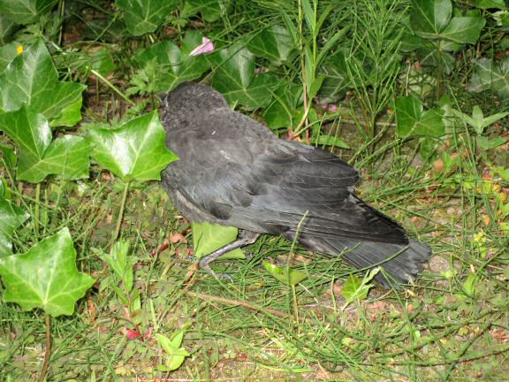 Adventure Time with Birds at HamsterTracker.com !