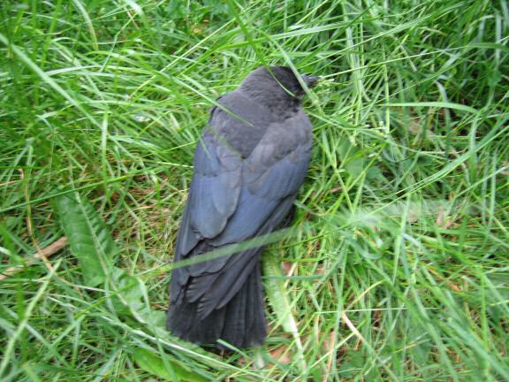 Adventure Time with Birds at HamsterTracker.com !