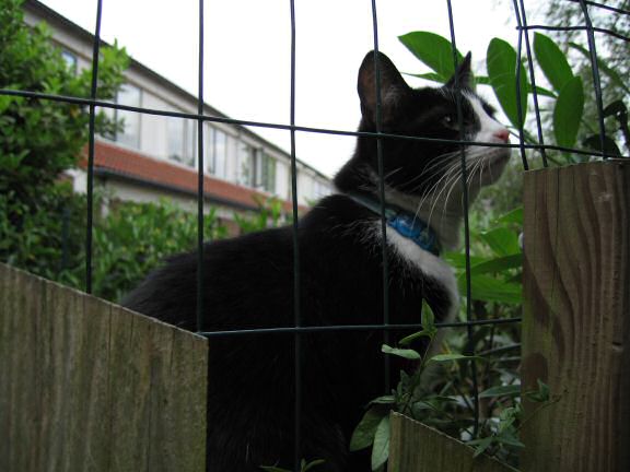 Adventure Time with Birds at HamsterTracker.com !