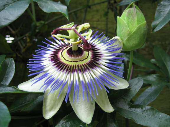 Hikin' in my back-yard.