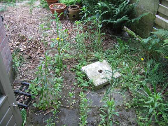 Behind the (backyard) scenes of HamsterTracker.com