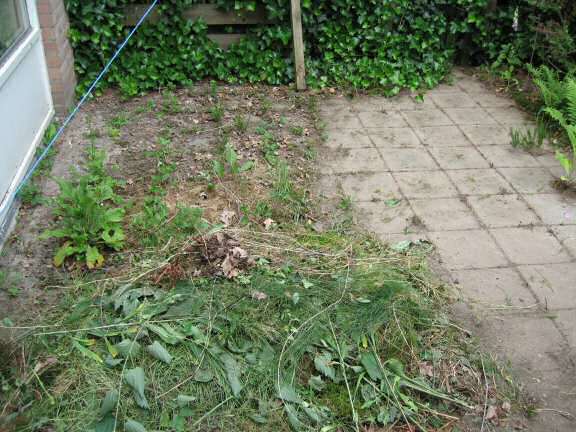 Behind the (backyard) scenes of HamsterTracker.com