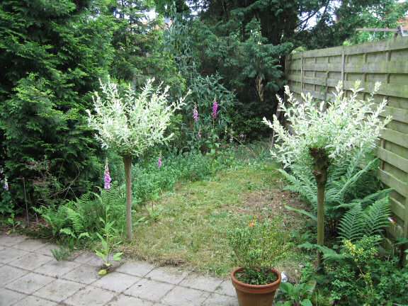 Behind the (backyard) scenes of HamsterTracker.com