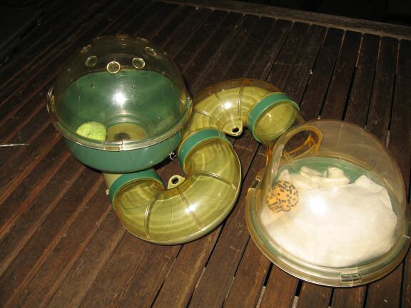 My hamster Lucy's fres cleaned bed-room.