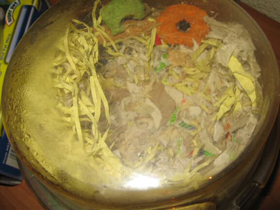 My hamster Lucy's Bedroom.