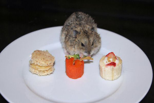 Happy Hamster Cookin' by Beth.