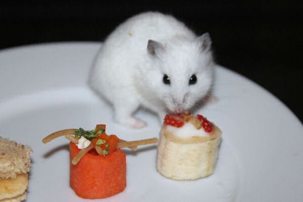 Happy Hamster Cookin' by Beth.