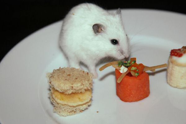 Happy Hamster Cookin' by Beth.