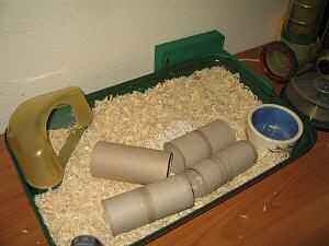 Cleaning my hamster Lucy's cage.