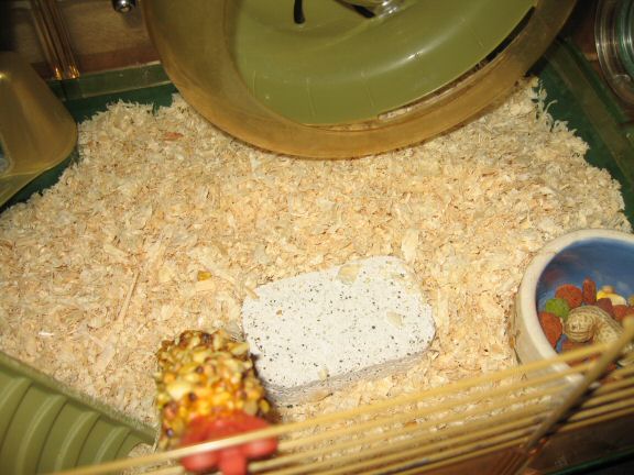 A Cage-clean-chore for my hamster Lucy; Excellently Executed.