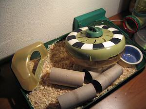 Cleaning my hamster Lucy's cage.