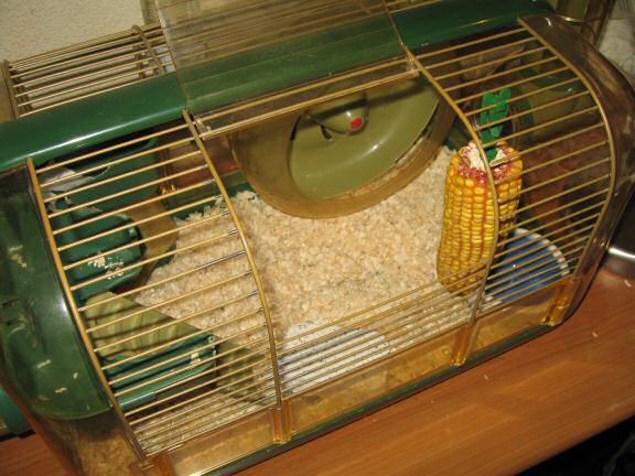 My hamster Lucy's: Corn She Wants = Corn She Gets!