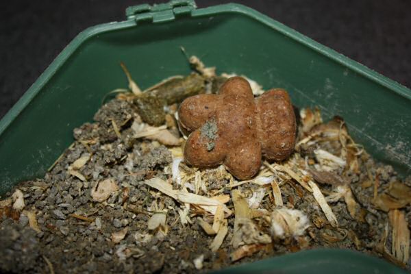 Lucy's, much needed, Bedroom Clean Chores!