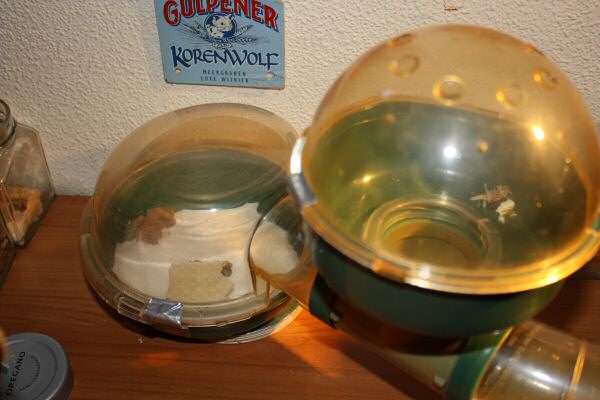 Lucy's, much needed, Bedroom Clean Chores!