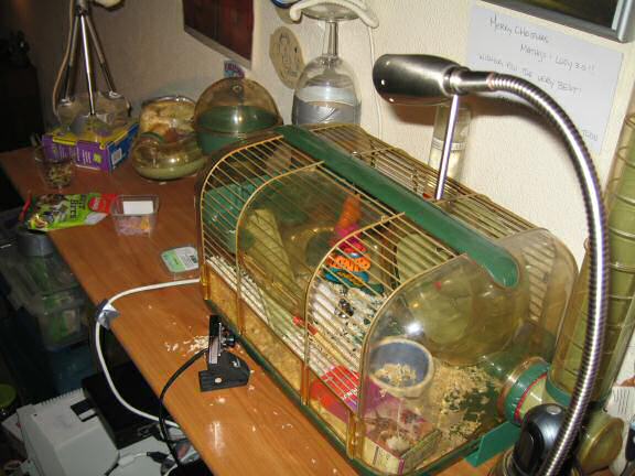 Cleaning my hamster Lucy's quarters.