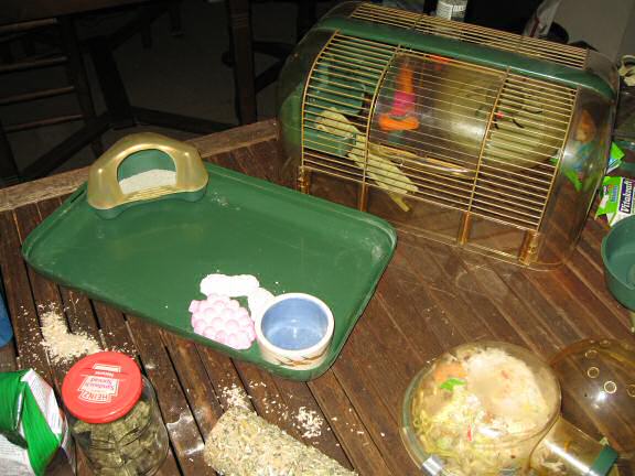Cleaning my hamster Lucy's cage.