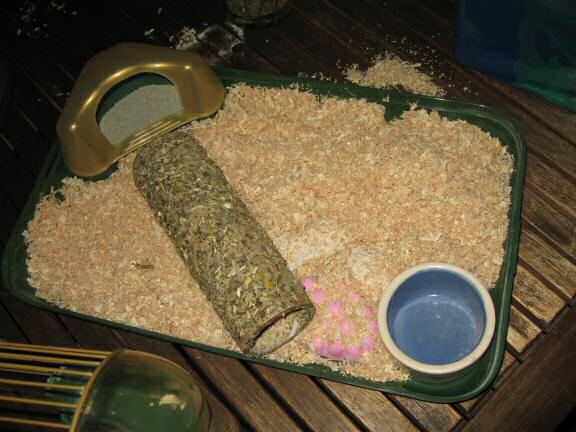 Cleaning my hamster Lucy's cage.