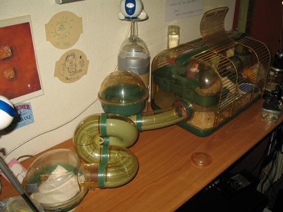 Cleaning my hamster Lucy's cage.