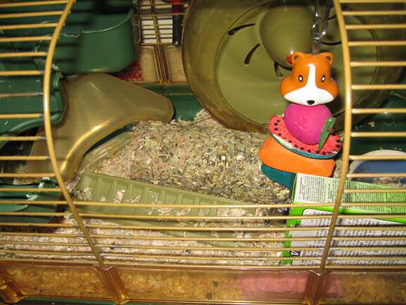 My hamster Lucy made a mess of her living room of her cage again