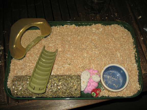 My hamster Lucy's latest cage clean.